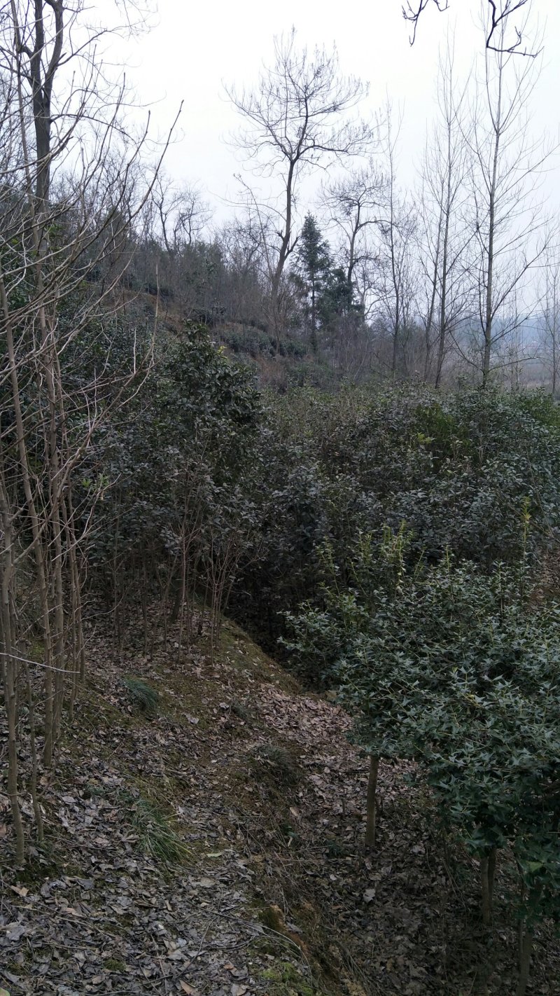 牡丹信阳董家河陈家苗圃诚信经营常年出售各规格苗木