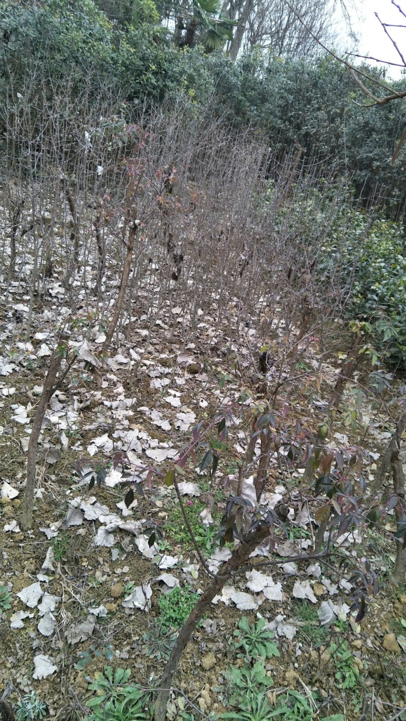 牡丹信阳董家河陈家苗圃诚信经营常年出售各规格苗木