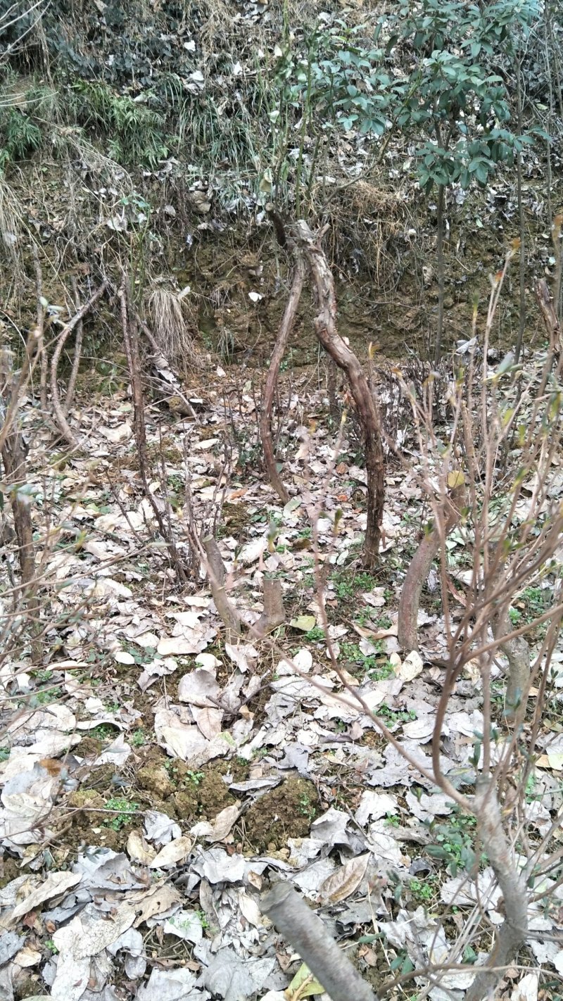 牡丹信阳董家河陈家苗圃诚信经营常年出售各规格苗木