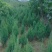 木瓜树信阳市浉河区董家河苗木花卉常年出售
