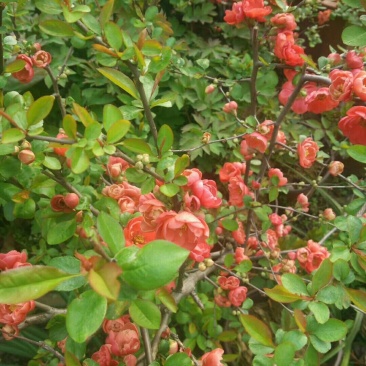 桂花信阳董家河陈家苗圃诚信经营常年出售各规格苗木