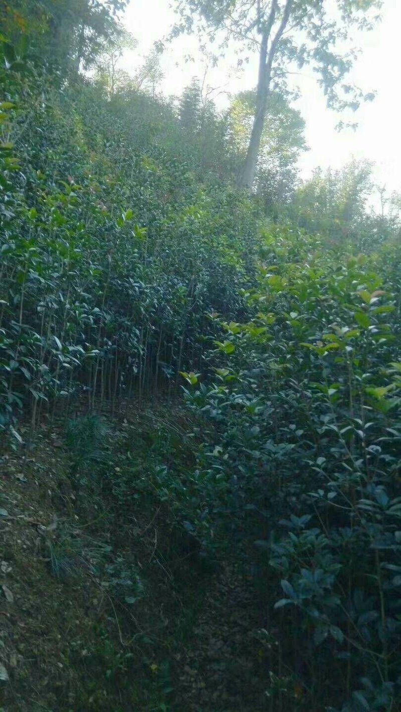 桂花信阳董家河陈家苗圃诚信经营常年出售各规格苗木