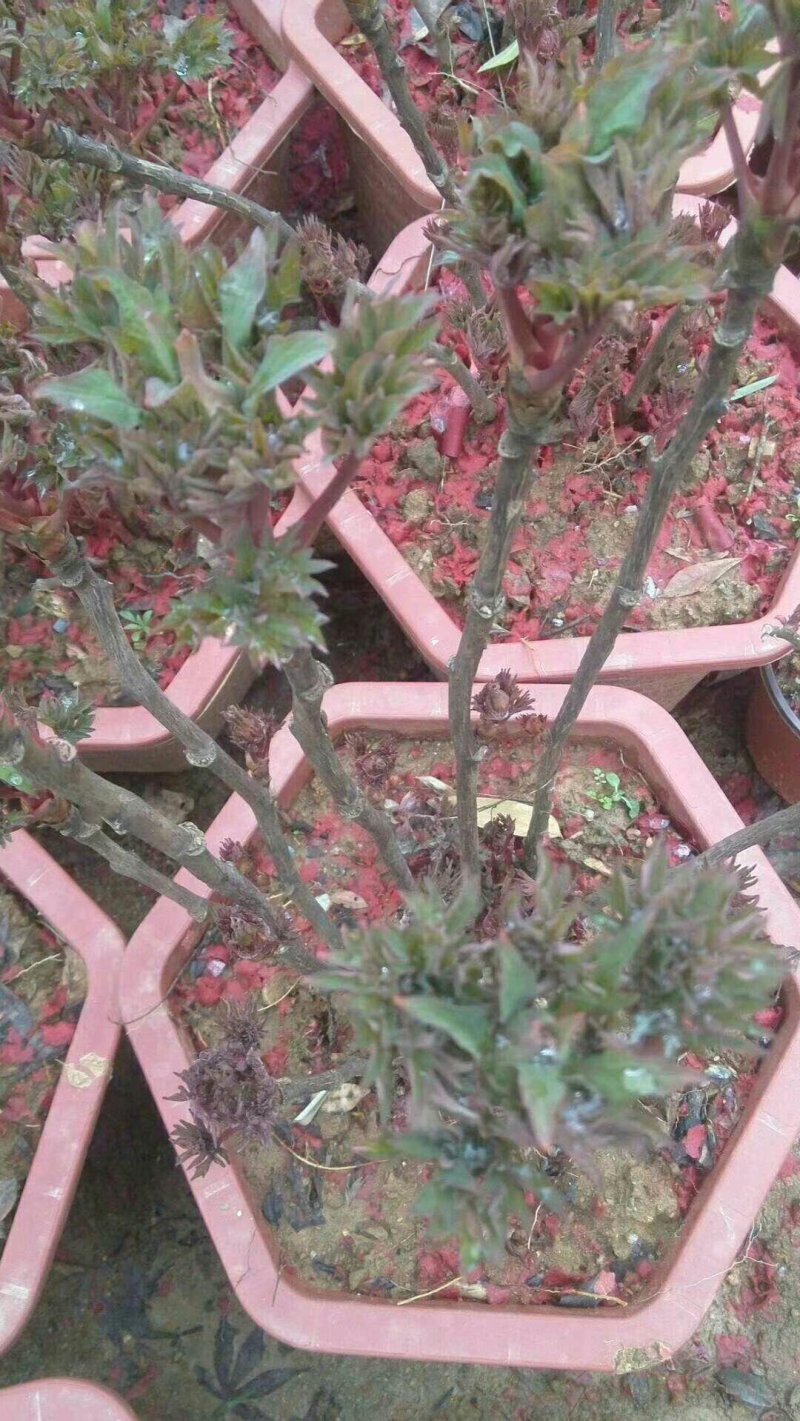桂花信阳董家河陈家苗圃诚信经营常年出售各规格苗木