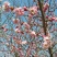 桂花信阳董家河陈家苗圃诚信经营常年出售各规格苗木