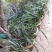 桂花信阳董家河陈家苗圃诚信经营常年出售各规格苗木
