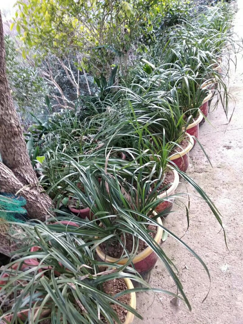 桂花信阳董家河陈家苗圃诚信经营常年出售各规格苗木