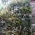 桂花信阳董家河陈家苗圃诚信经营常年出售各规格苗木