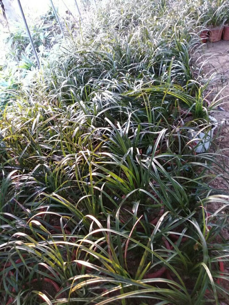桂花信阳董家河陈家苗圃诚信经营常年出售各规格苗木