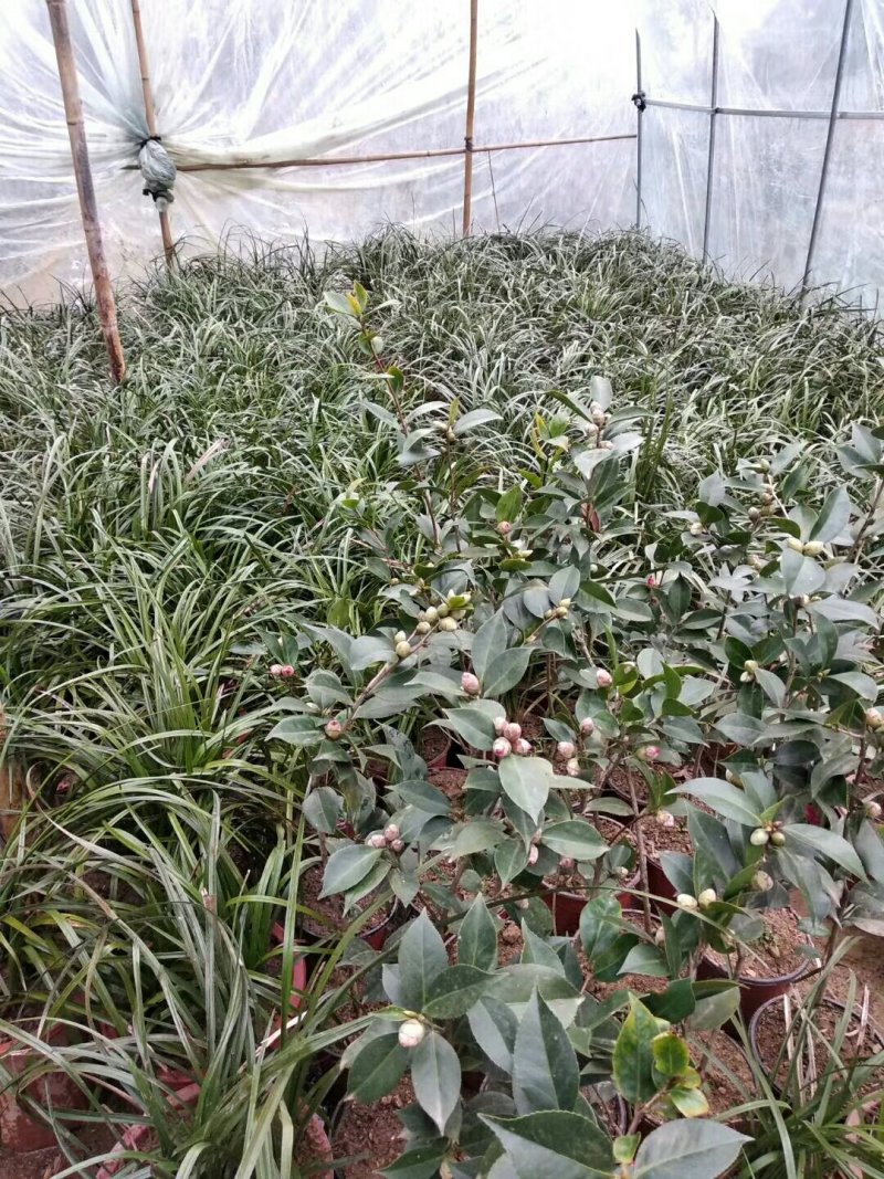桂花信阳董家河陈家苗圃诚信经营常年出售各规格苗木