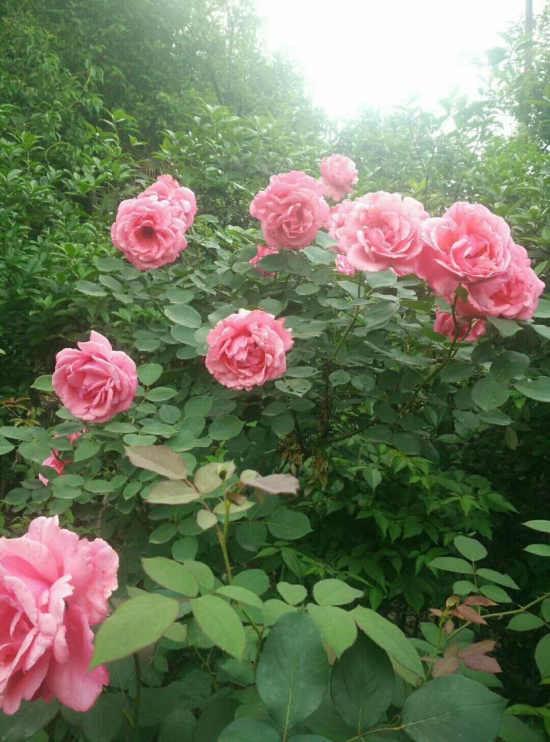 兰花信阳董家河陈家苗圃诚信经营常年出售各规格苗木