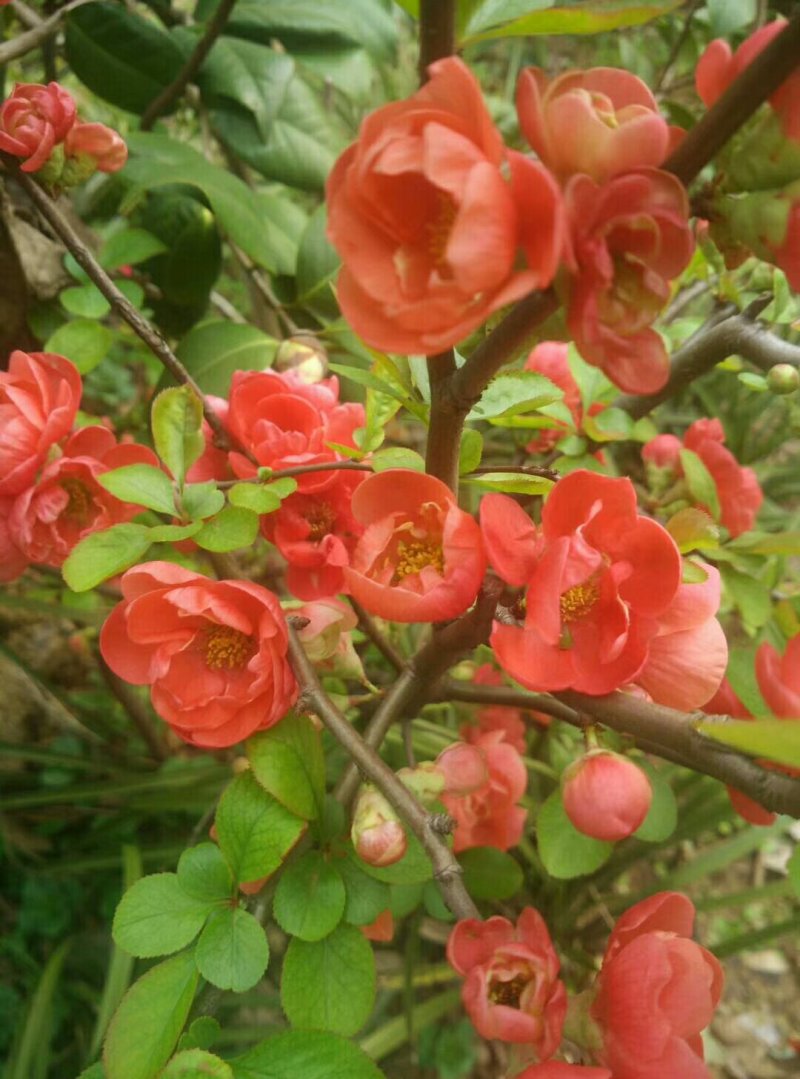 兰花信阳董家河陈家苗圃诚信经营常年出售各规格苗木