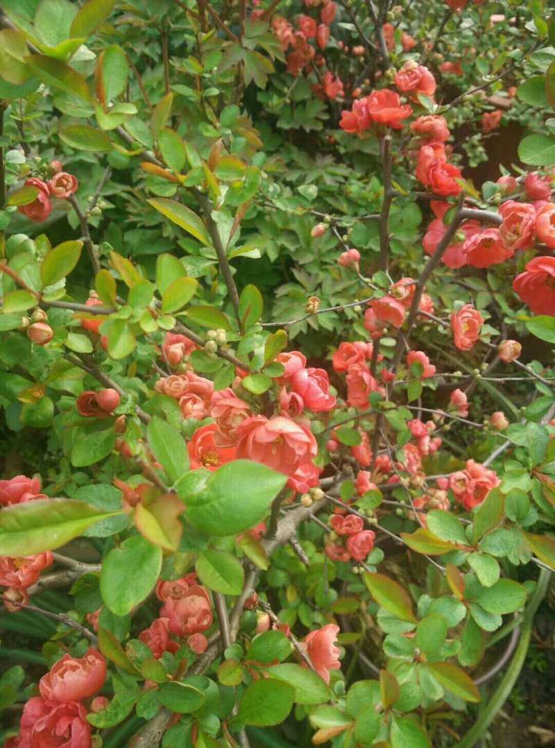 兰花信阳董家河陈家苗圃诚信经营常年出售各规格苗木
