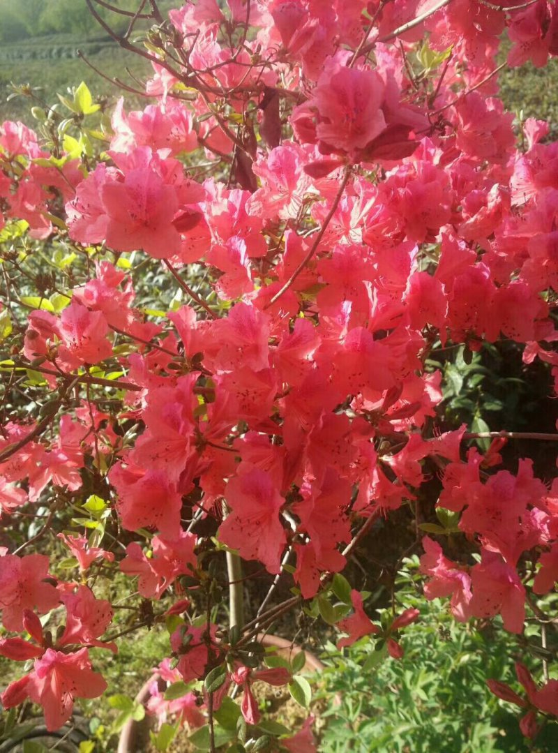 兰花信阳董家河陈家苗圃诚信经营常年出售各规格苗木