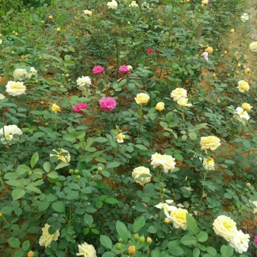 兰花信阳董家河陈家苗圃诚信经营常年出售各规格苗木
