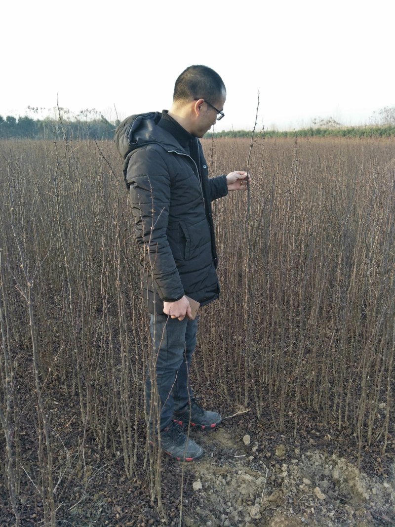 花椒苗，大红袍，狮子头，七叶青花椒0.5~2年