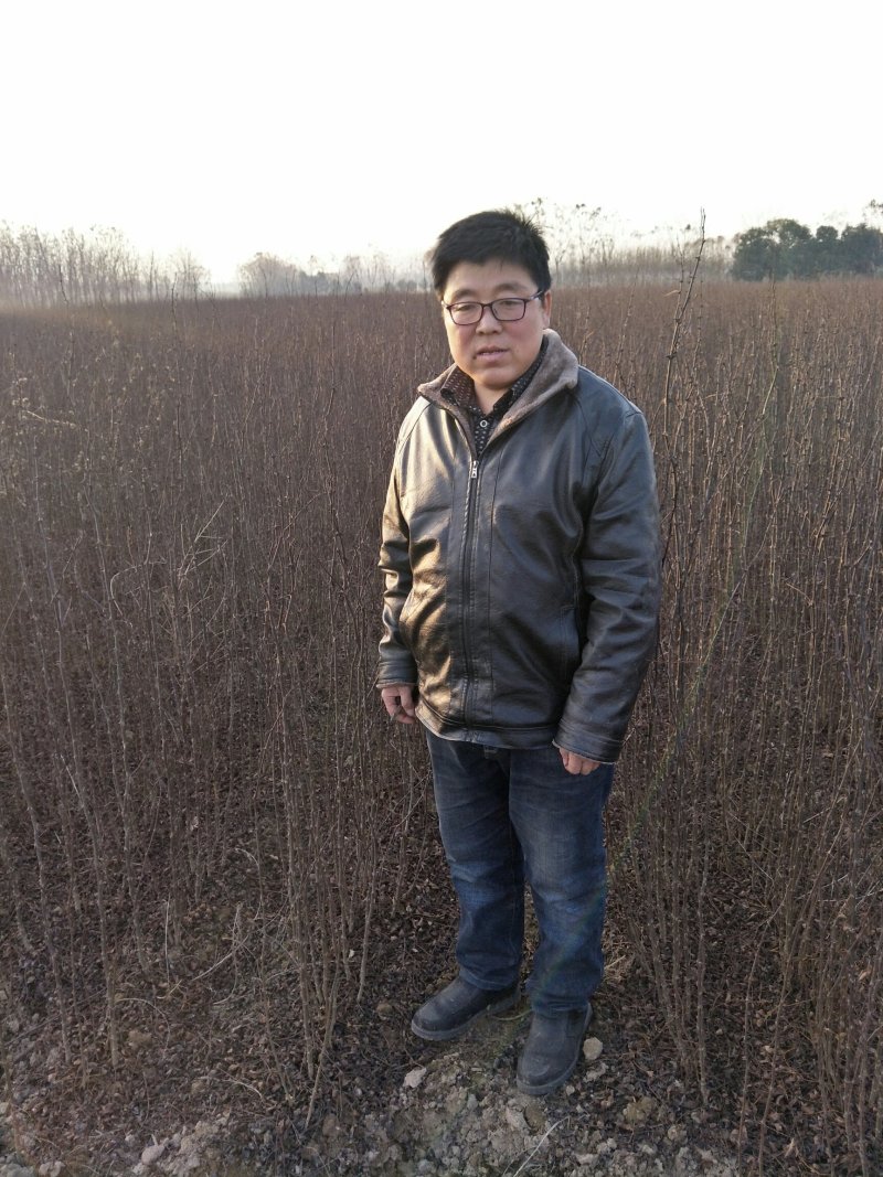 花椒苗，大红袍，狮子头，七叶青花椒0.5~2年