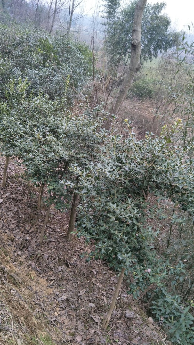 海棠信阳董家河陈家苗圃诚信经营常年出售各规格苗木