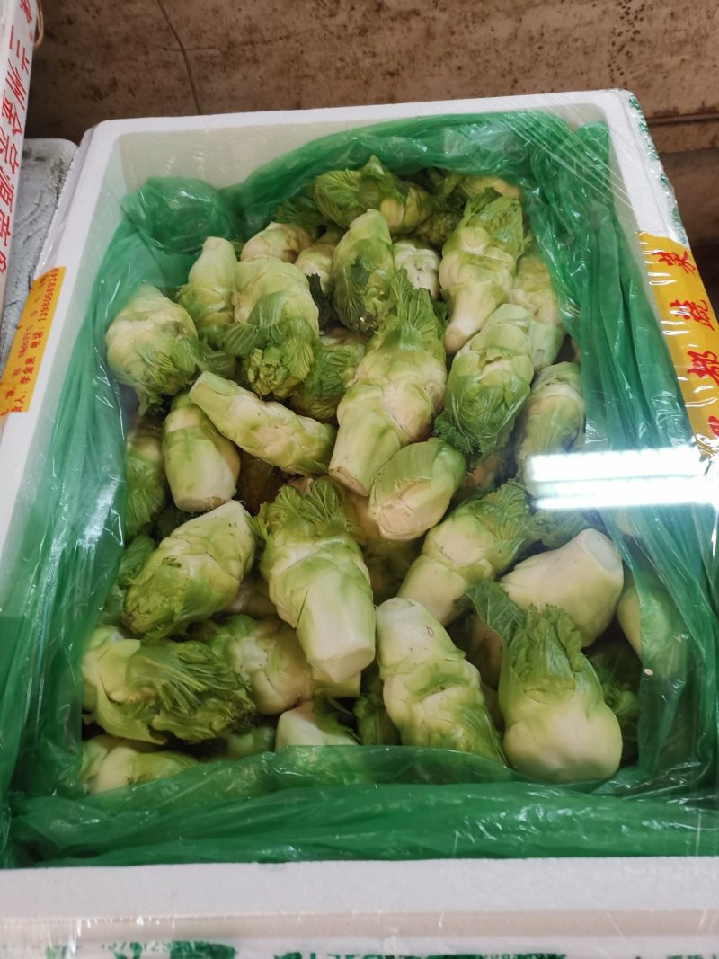 小儿菜