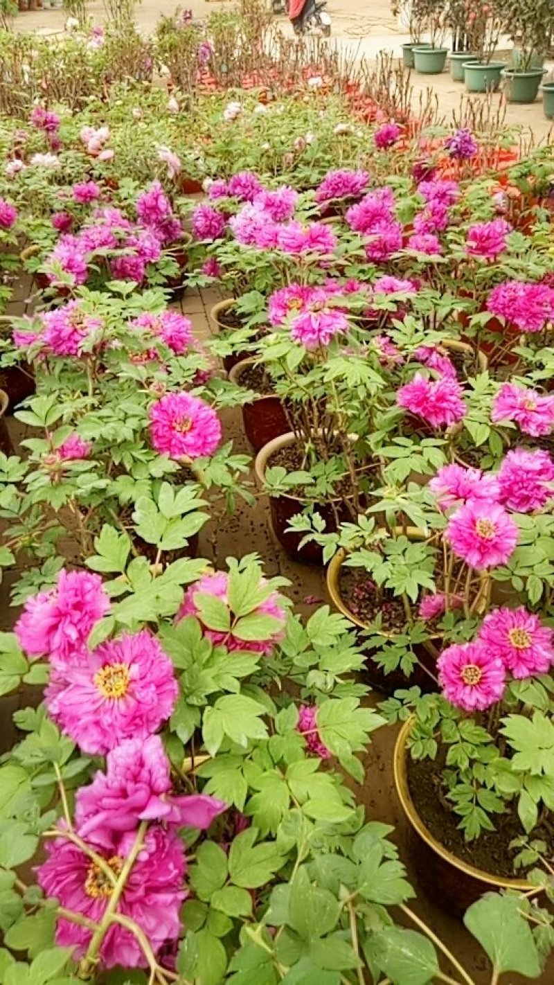 鲜花牡丹热卖中……