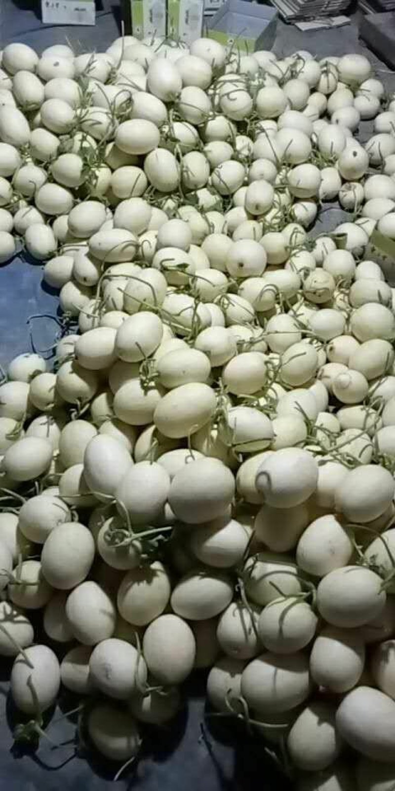 白香瓜