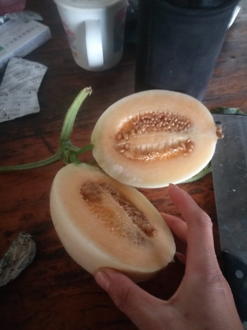 白香瓜