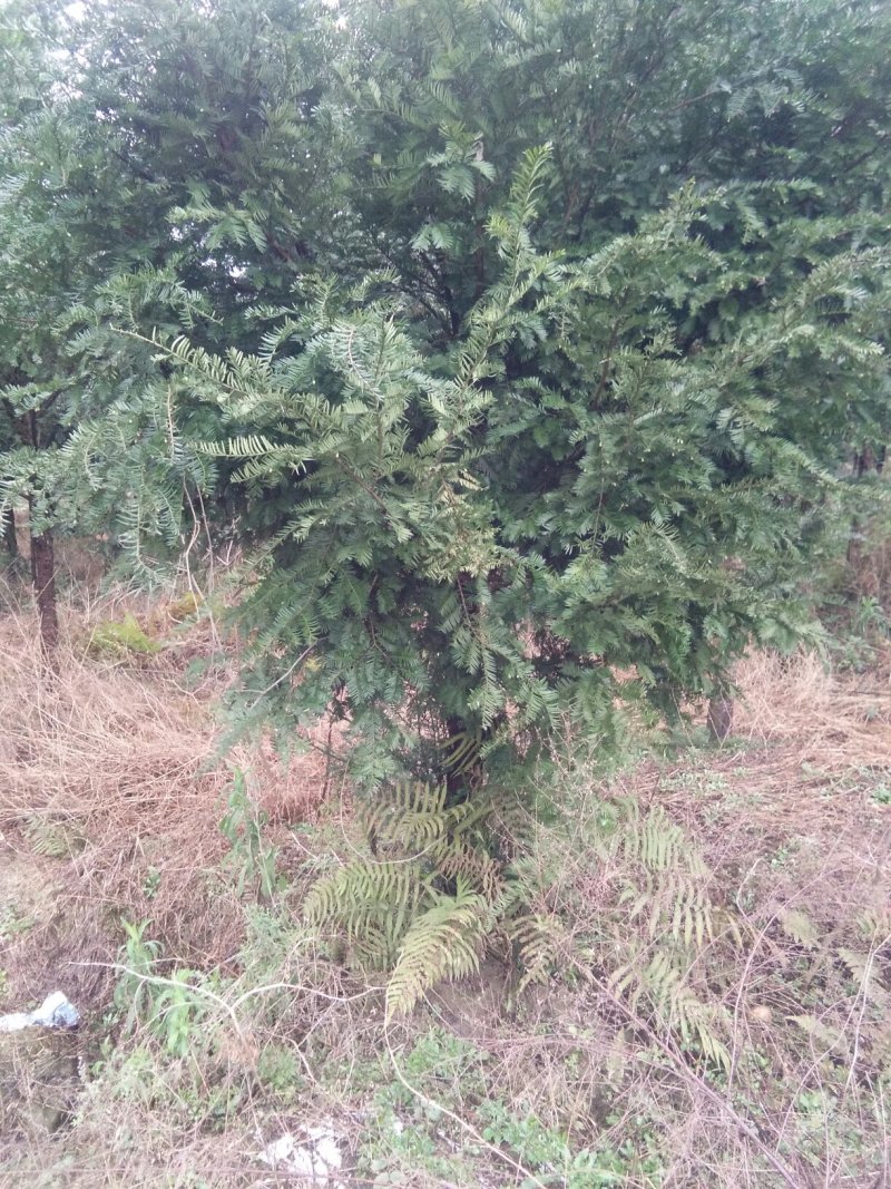 红豆杉