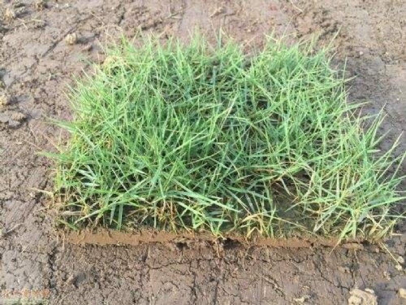 细叶结缕草，台湾青。有100000平方草坪