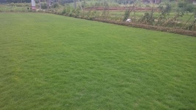 细叶结缕草，台湾青。有100000平方草坪