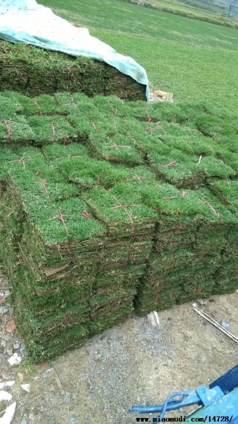 细叶结缕草，台湾青。有100000平方草坪