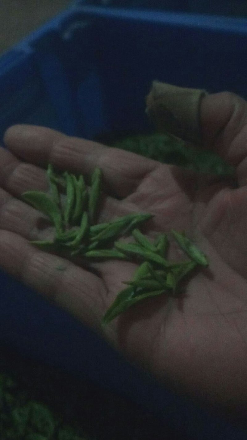 龙井茶