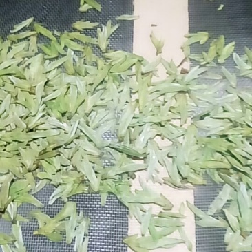 龙井茶