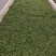 龙井茶