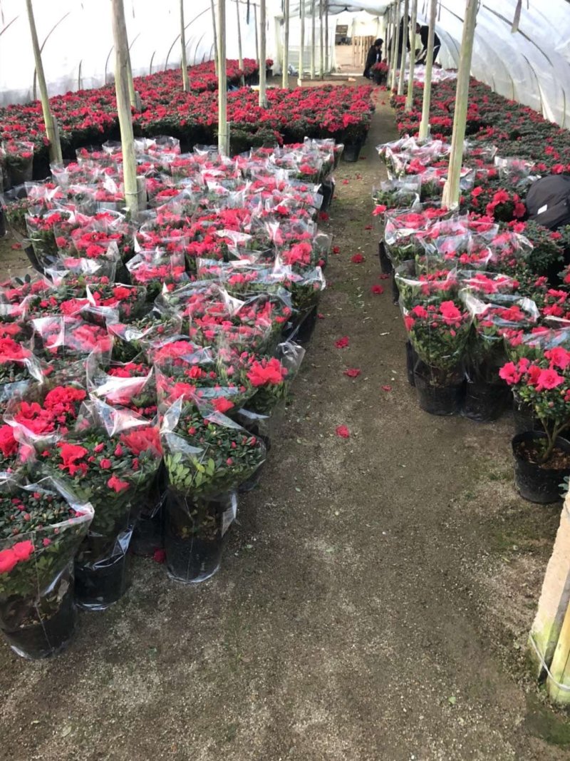 西洋杜鹃现货带花苞长期供应永福杜鹃花之乡可实地考察选购