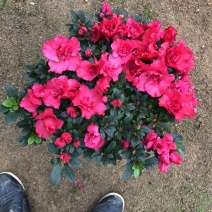 西洋杜鹃现货带花苞长期供应永福杜鹃花之乡可实地考察选购