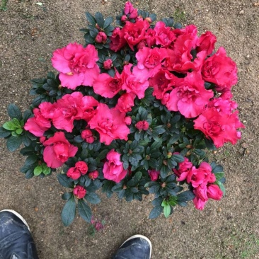 西洋杜鹃现货带花苞长期供应永福杜鹃花之乡可实地考察选购