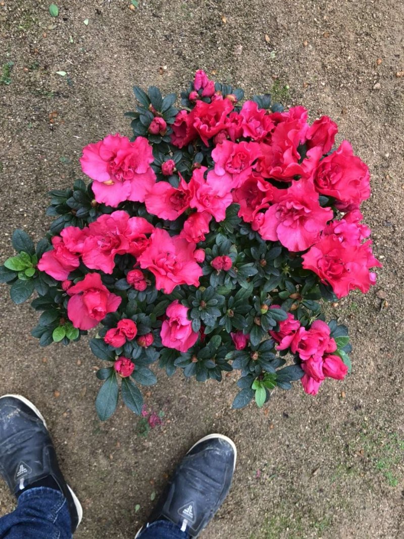 西洋杜鹃现货带花苞长期供应永福杜鹃花之乡可实地考察选购