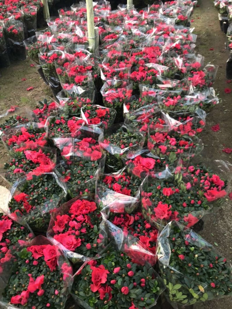 西洋杜鹃现货带花苞长期供应永福杜鹃花之乡可实地考察选购