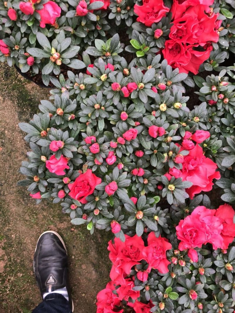 西洋杜鹃现货带花苞长期供应永福杜鹃花之乡可实地考察选购