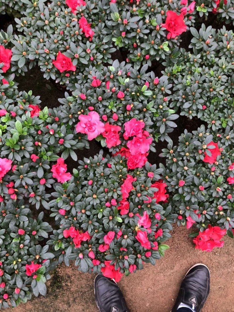 西洋杜鹃现货带花苞长期供应永福杜鹃花之乡可实地考察选购