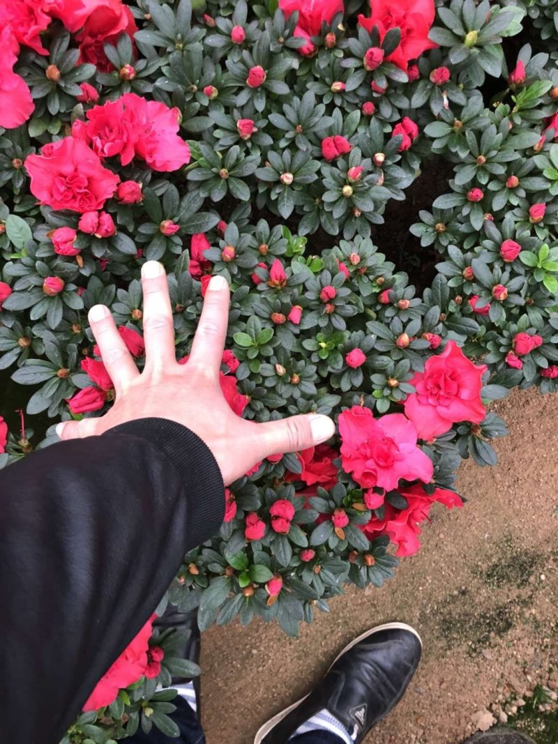 西洋杜鹃现货带花苞长期供应永福杜鹃花之乡可实地考察选购