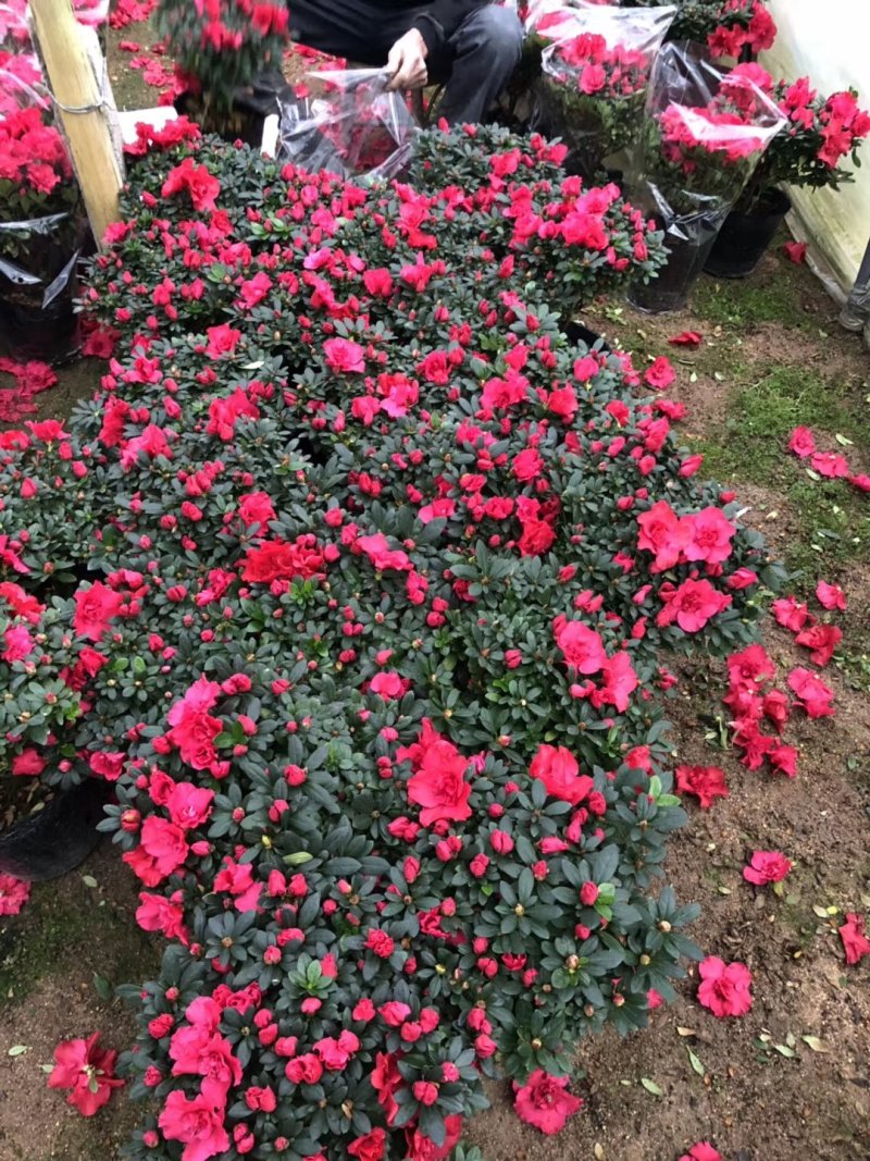 西洋杜鹃现货带花苞长期供应永福杜鹃花之乡可实地考察选购