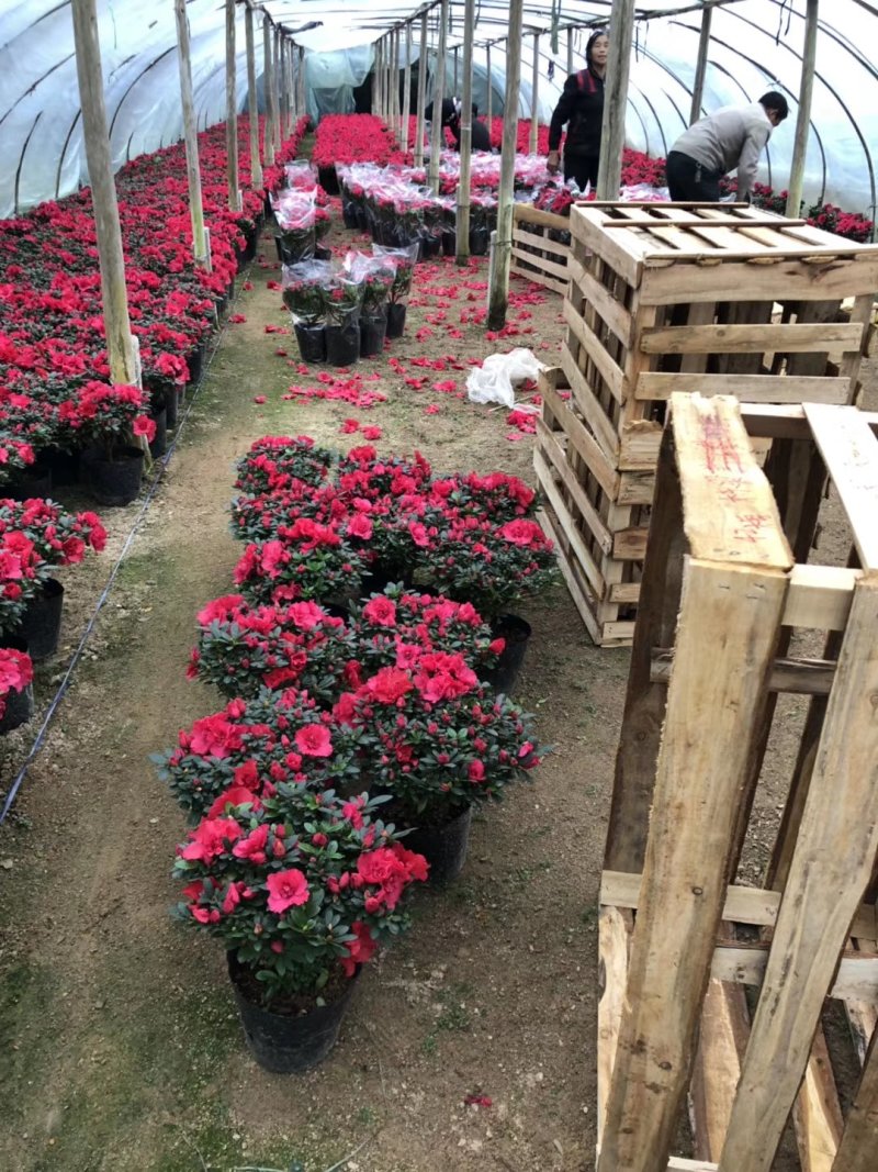 西洋杜鹃现货带花苞长期供应永福杜鹃花之乡可实地考察选购