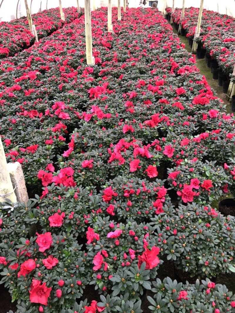 西洋杜鹃现货带花苞长期供应永福杜鹃花之乡可实地考察选购