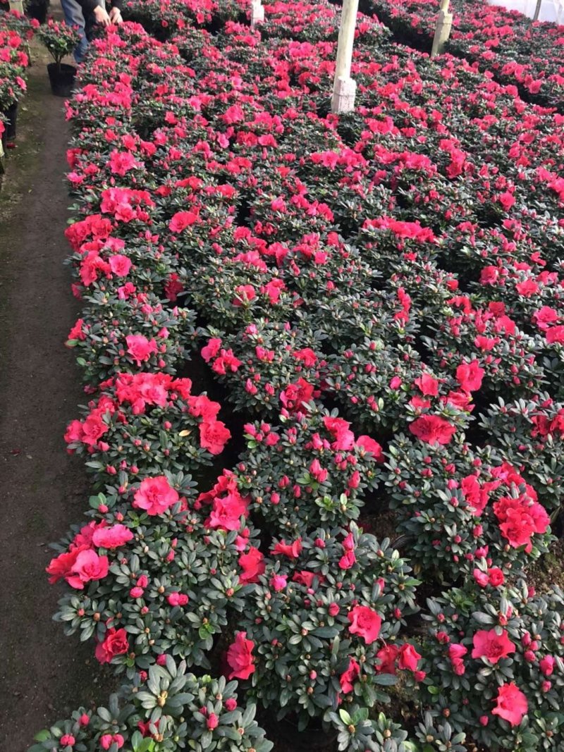西洋杜鹃现货带花苞长期供应永福杜鹃花之乡可实地考察选购