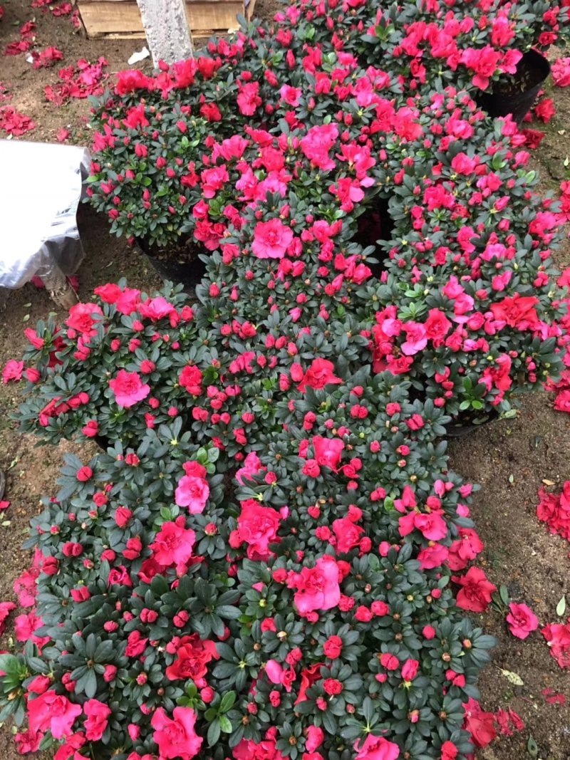 西洋杜鹃现货带花苞长期供应永福杜鹃花之乡可实地考察选购