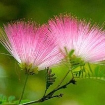 合欢-芙蓉花夏季开花雍容华贵花量大花期长，量大从优