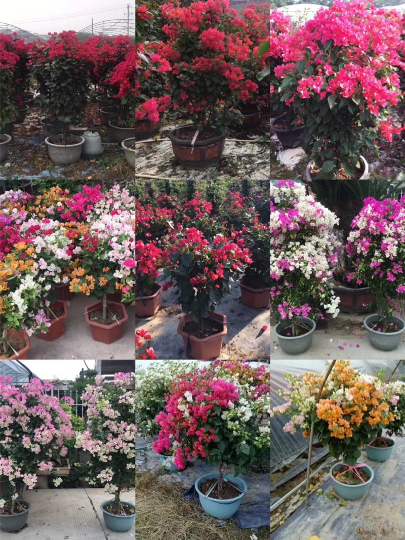 三角梅精品盆栽漳州基地种植一手货源视频看货欢迎实地参观