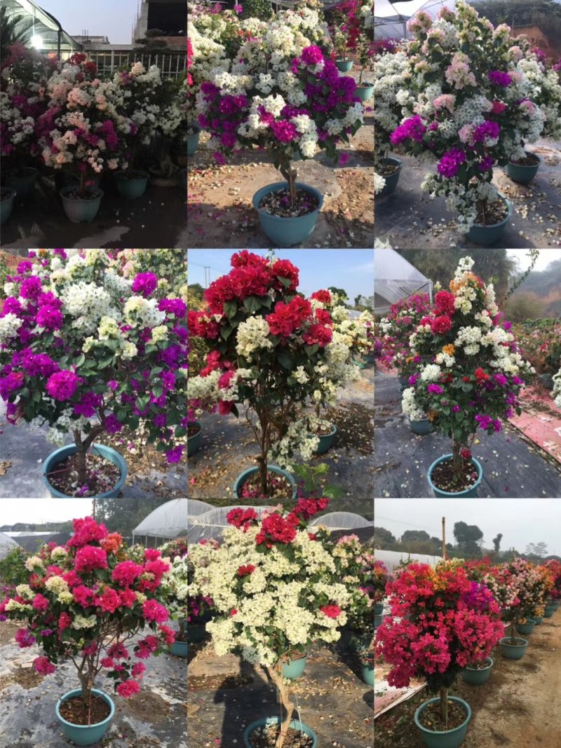 三角梅精品盆栽漳州基地种植一手货源视频看货欢迎实地参观
