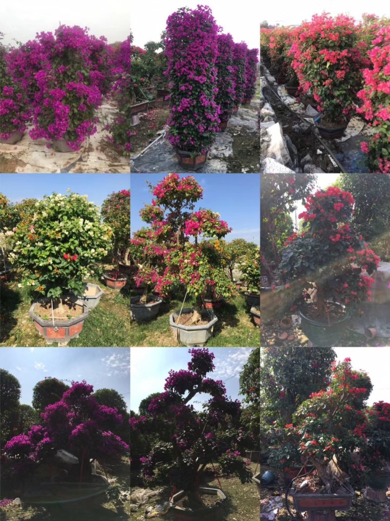 三角梅精品盆栽漳州基地种植一手货源视频看货欢迎实地参观