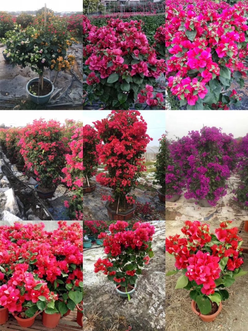 三角梅精品盆栽漳州基地种植一手货源视频看货欢迎实地参观